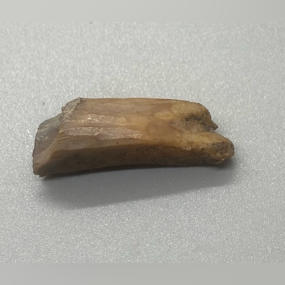 Vintage Fossil #7106 - Picture 2 of 6